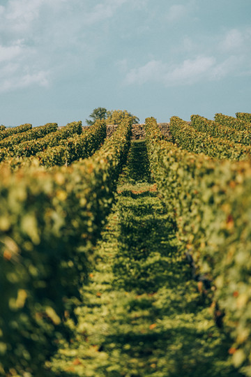 vines-chateau-canon-primeur-2024-credits-erea-azurmendi-and-federico-reparaz_副本